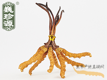 冬蟲夏草 那曲冬蟲夏草3條/克 中期草 精選貨