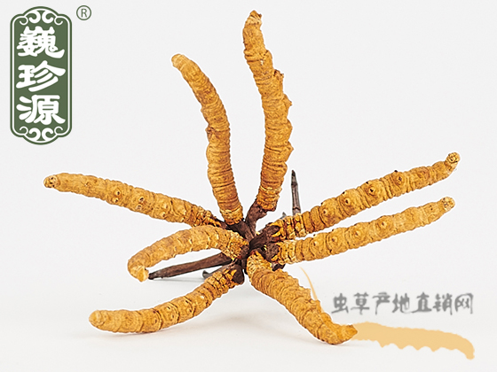 那曲冬蟲夏草3條/克 中期草 精選貨